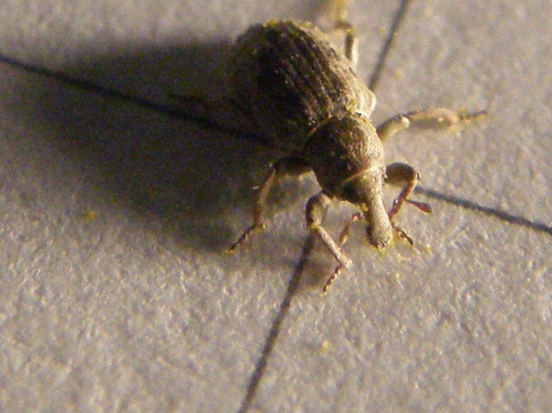 Erirhinidae - Lissorhoptrus oryzophilus