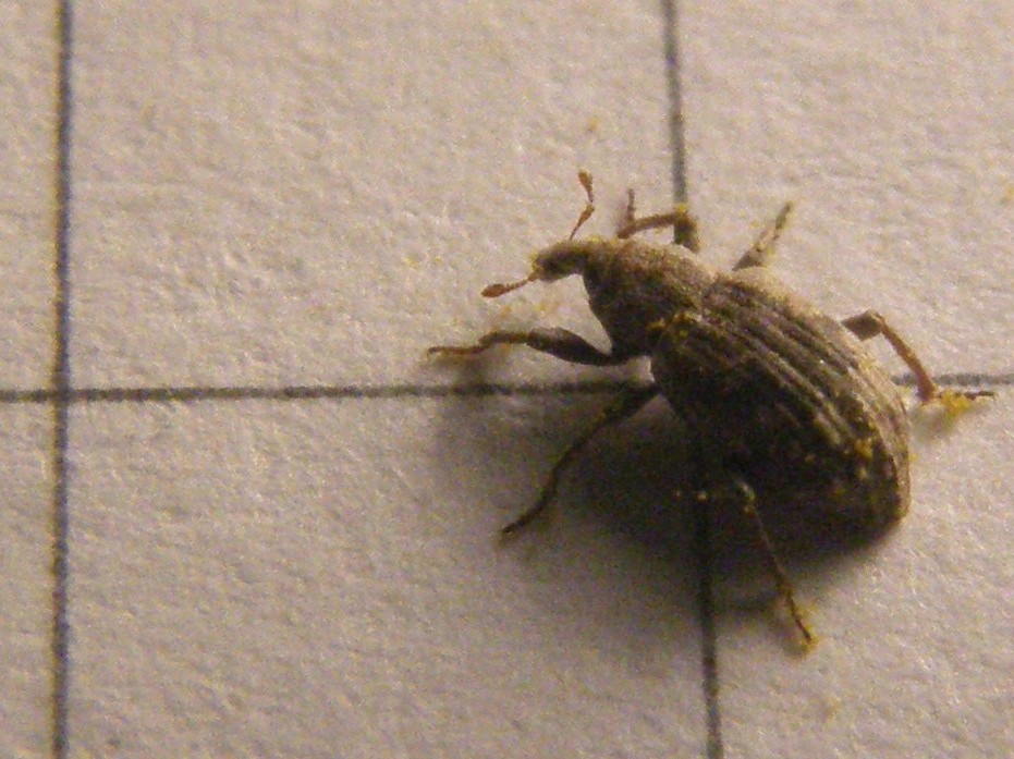 Erirhinidae - Lissorhoptrus oryzophilus