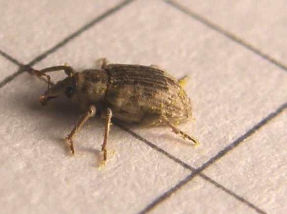 Erirhinidae - Lissorhoptrus oryzophilus