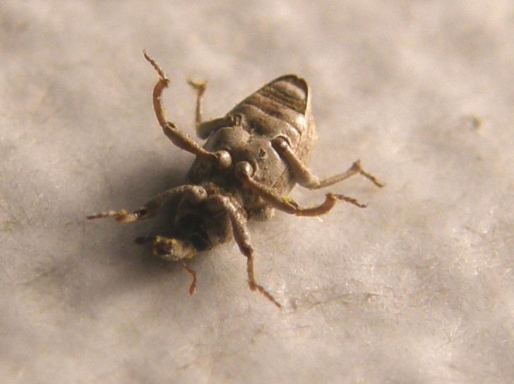 Erirhinidae - Lissorhoptrus oryzophilus