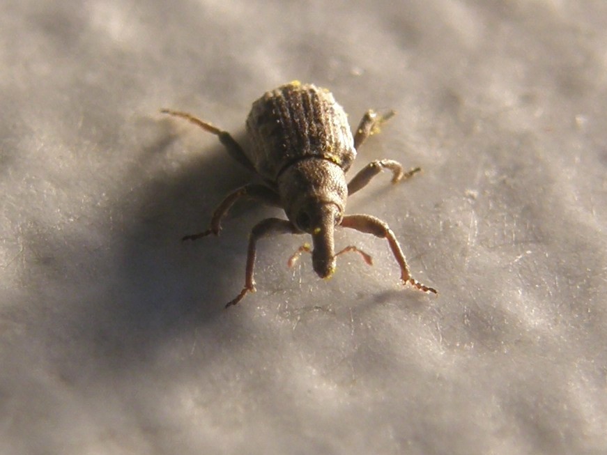 Erirhinidae - Lissorhoptrus oryzophilus