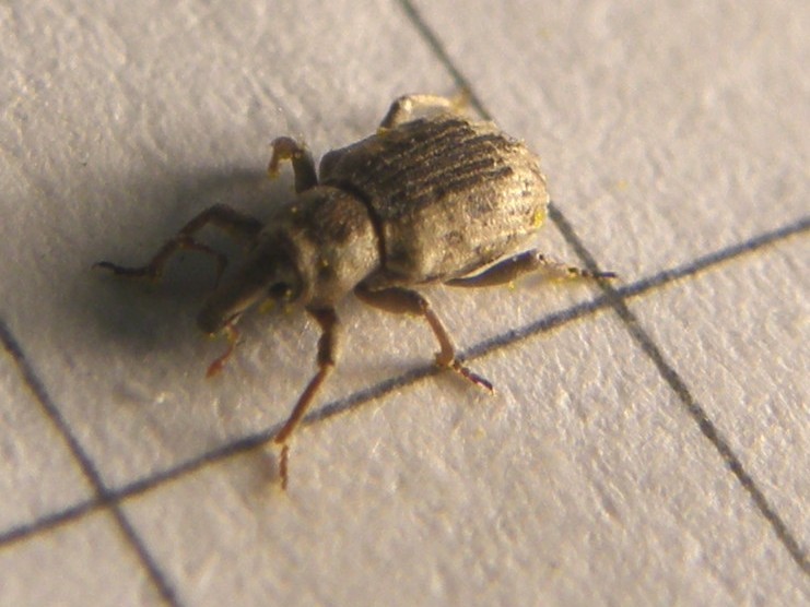 Erirhinidae - Lissorhoptrus oryzophilus