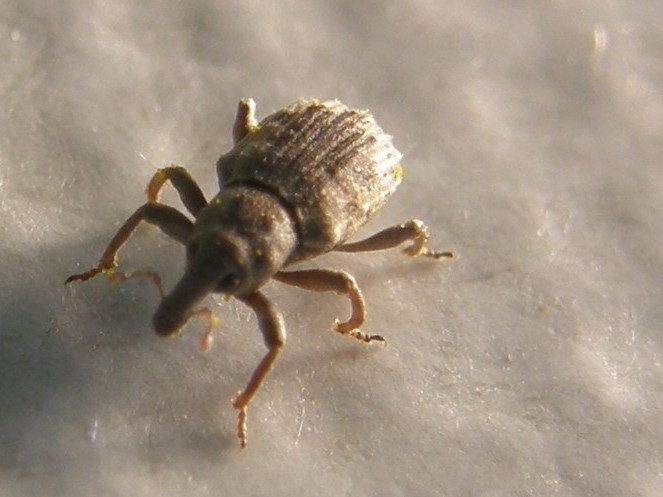Erirhinidae - Lissorhoptrus oryzophilus