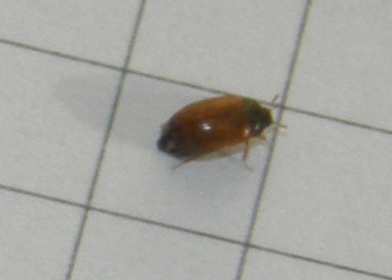 Un altro Attagenus sp.?