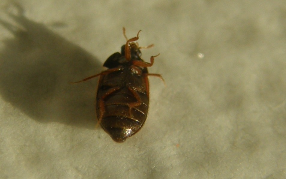 Un altro Attagenus sp.?
