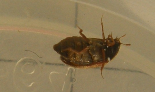 Un altro Attagenus sp.?