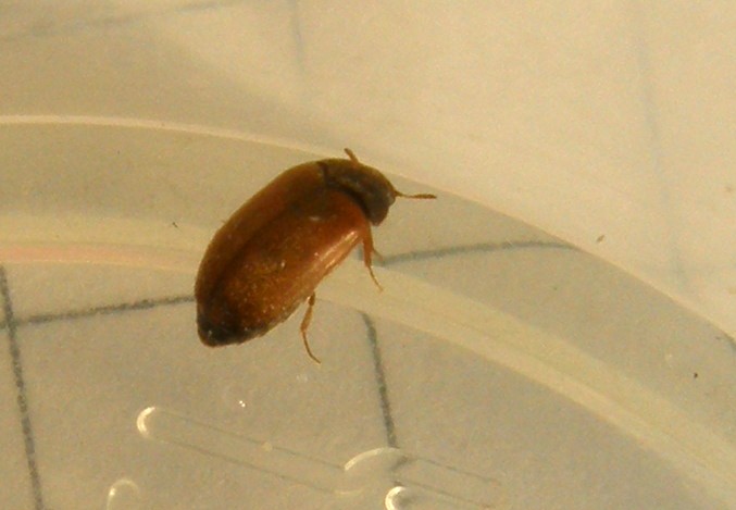 Un altro Attagenus sp.?