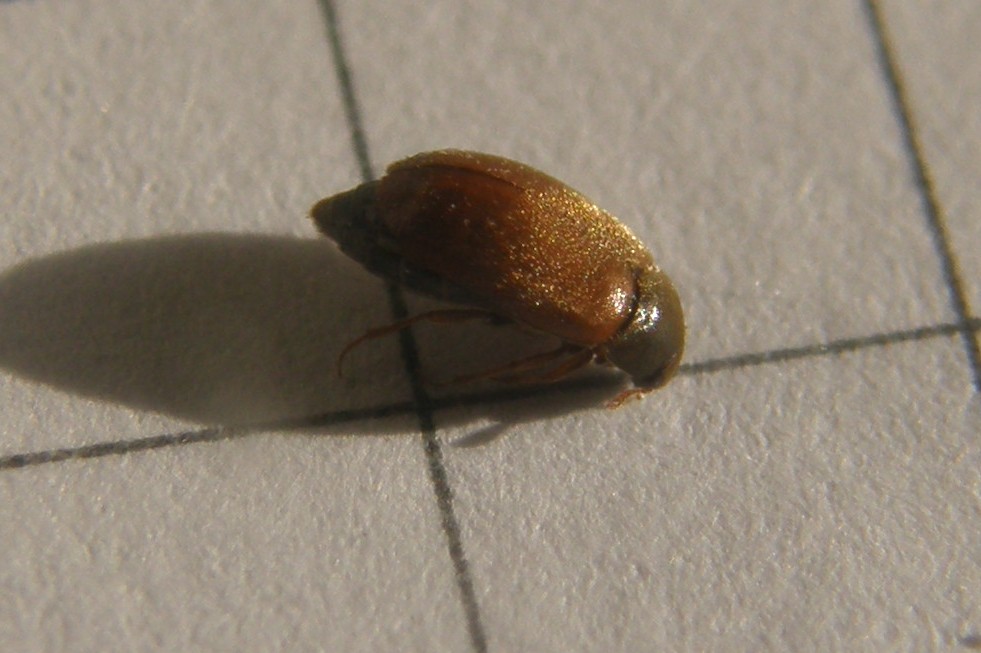 Un altro Attagenus sp.?