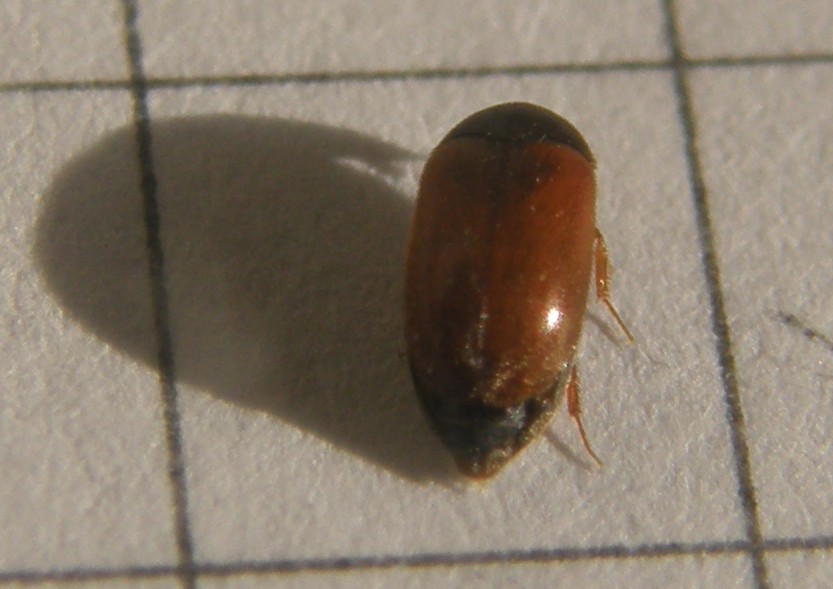 Un altro Attagenus sp.?