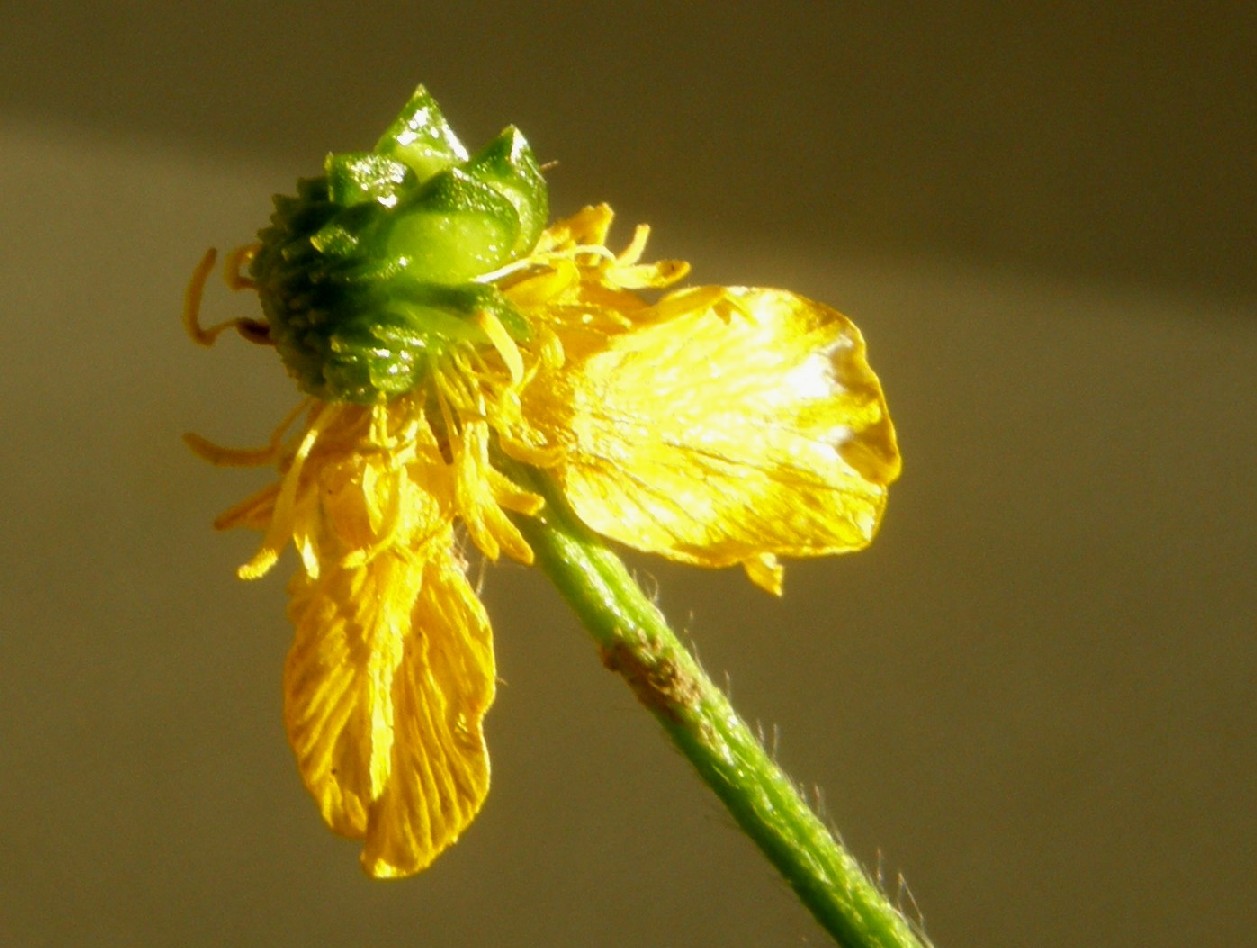 Ranunculus sardous / Ranuncolo sardo