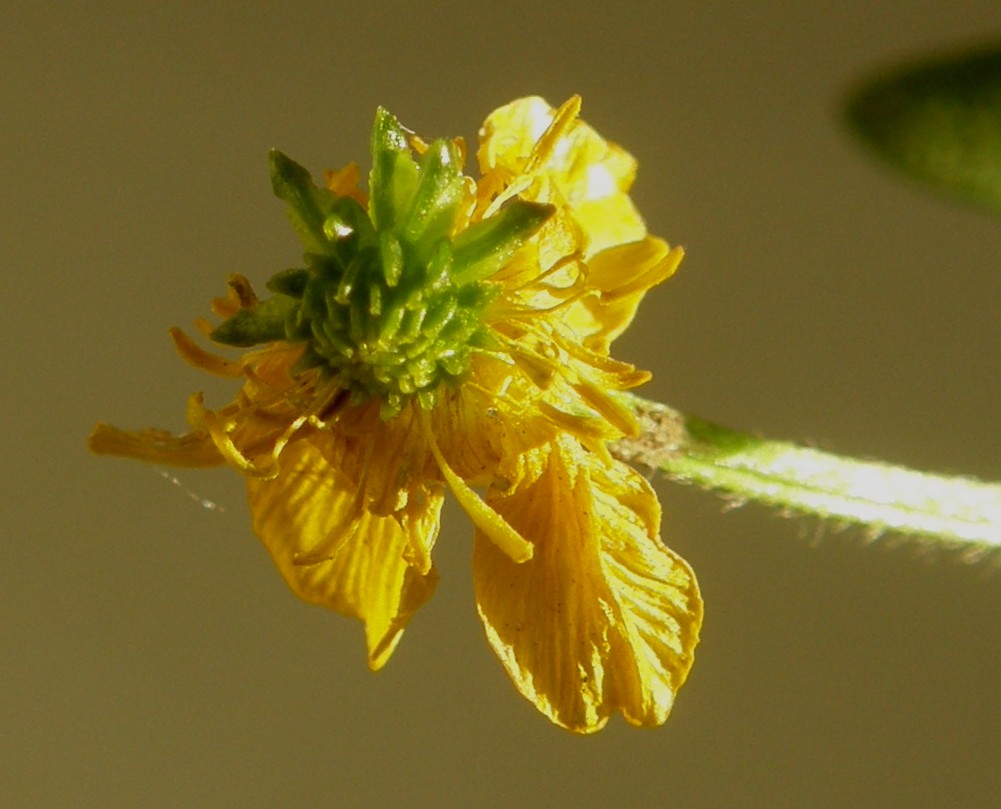 Ranunculus sardous / Ranuncolo sardo