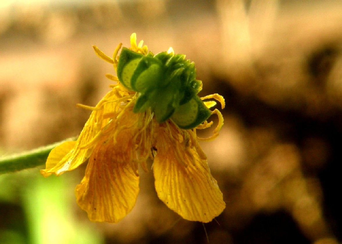 Ranunculus sardous / Ranuncolo sardo
