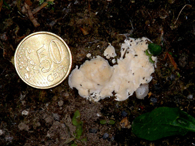 Il Ganoderma resinaceum ...non molla!