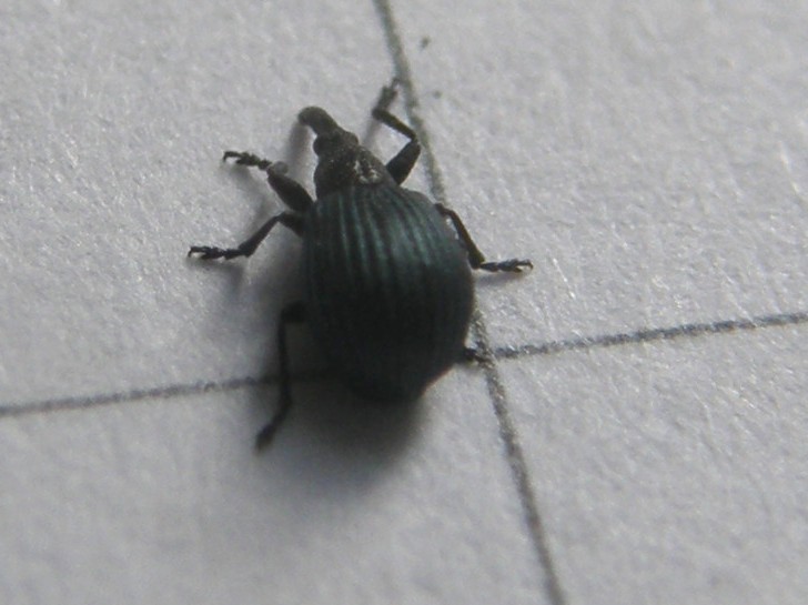 Mini-curculionide - No. Apionidae: Holotrichapion pisi