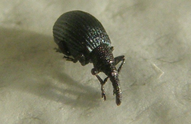 Mini-curculionide - No. Apionidae: Holotrichapion pisi