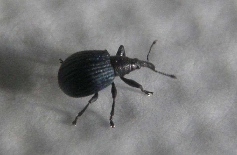 Mini-curculionide - No. Apionidae: Holotrichapion pisi