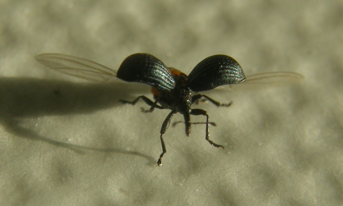 Mini-curculionide - No. Apionidae: Holotrichapion pisi