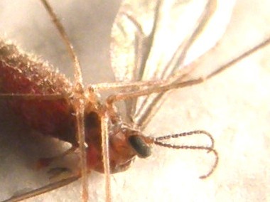 Cecidomyiidae