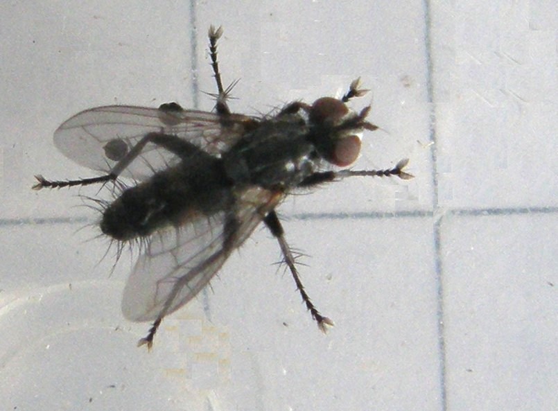 Stevenia sp. (Rhinophoridae)