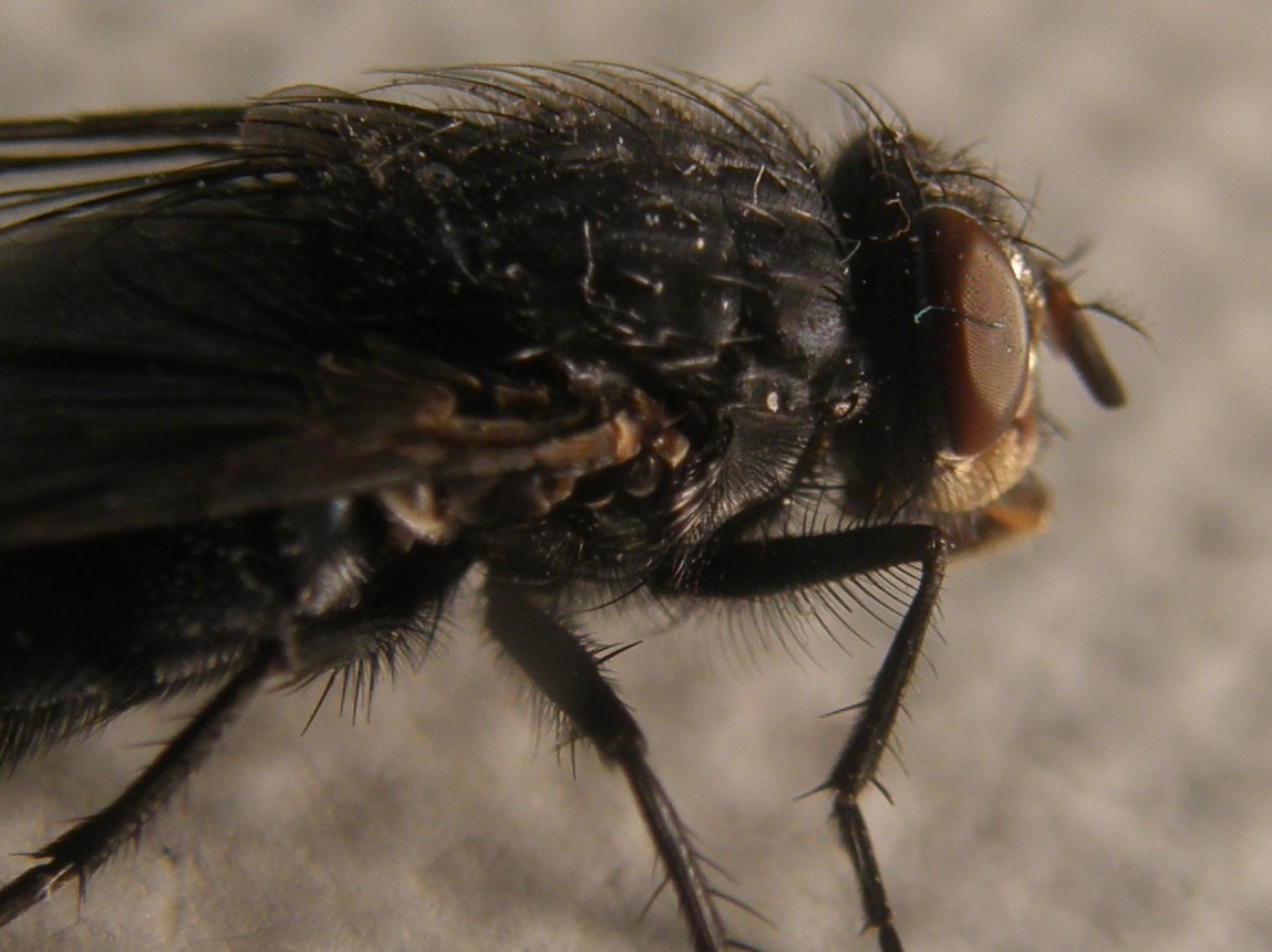 Calliphora vicina