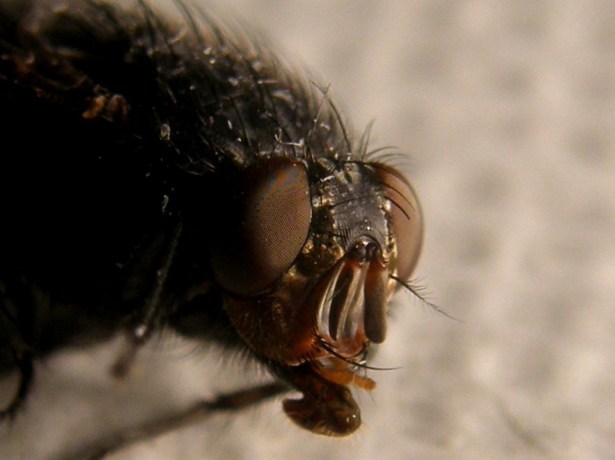 Calliphora vicina