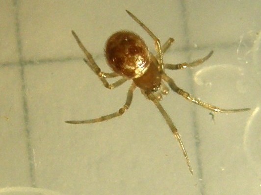 Steatoda triangulosa - Milano (MI)