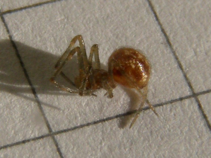 Steatoda triangulosa - Milano (MI)
