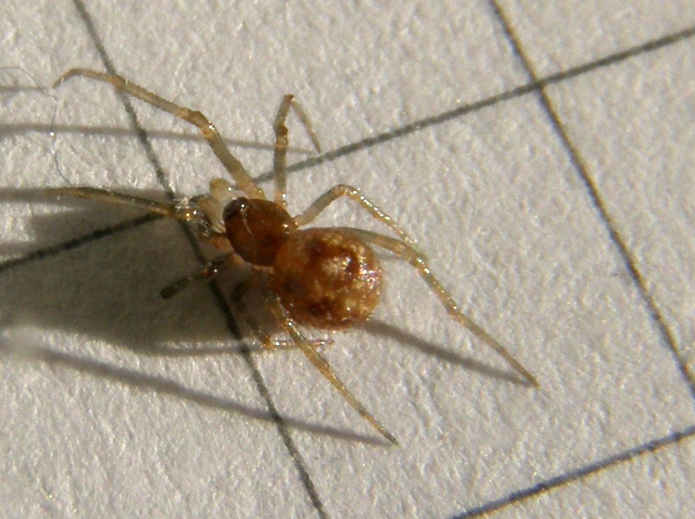 Steatoda triangulosa - Milano (MI)