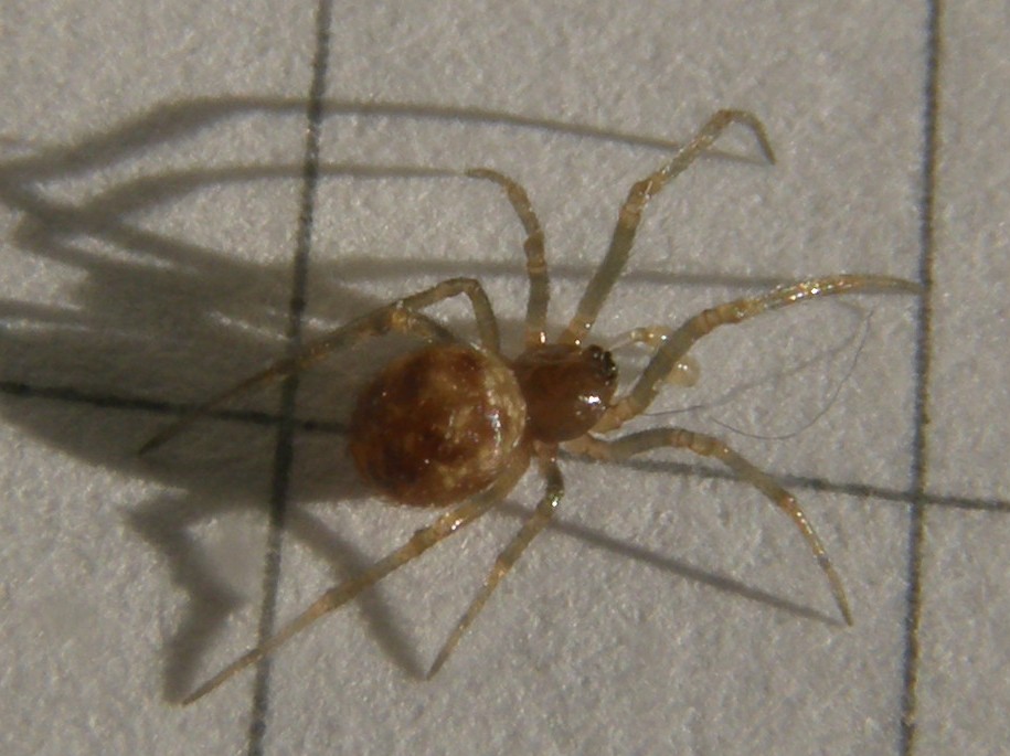 Steatoda triangulosa - Milano (MI)