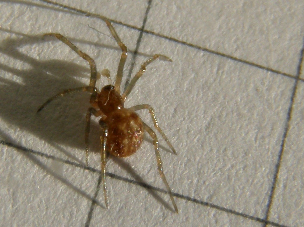 Steatoda triangulosa - Milano (MI)