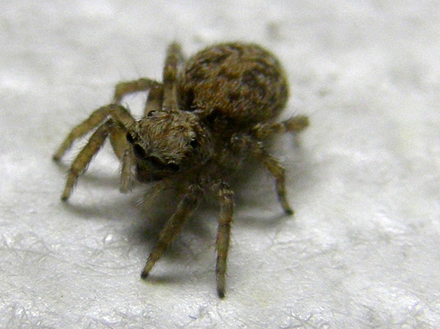 Pseudeuophrys vafra - Milano (MI)