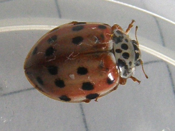 Harmonia quadripunctata
