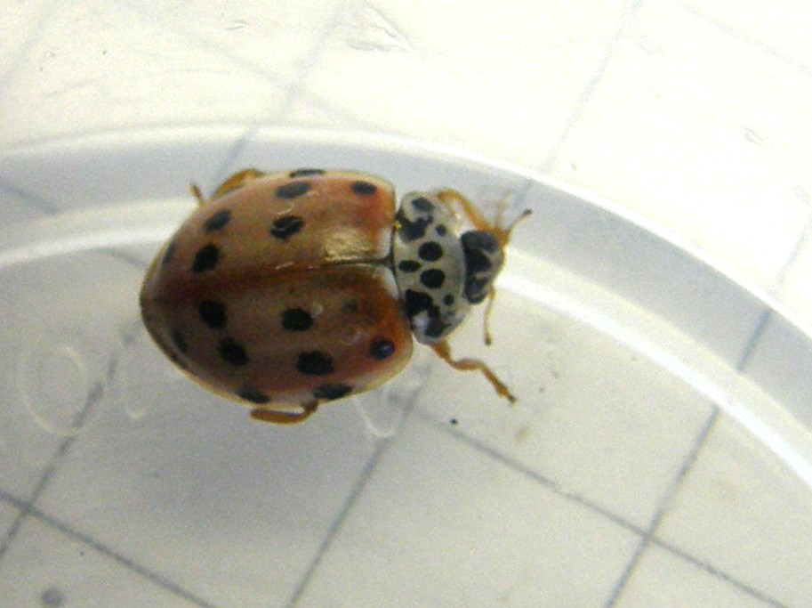 Harmonia quadripunctata