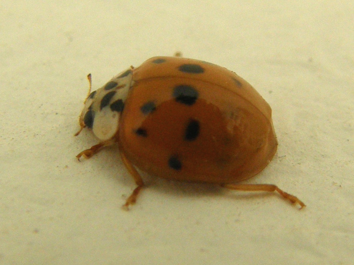 Harmonia axyridis