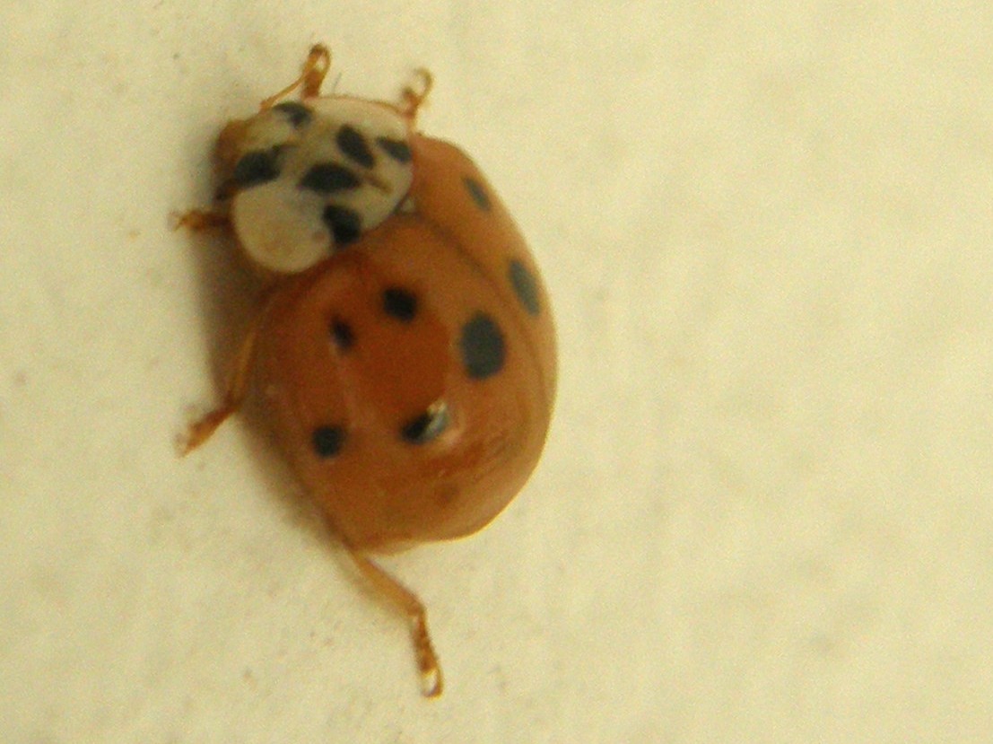 Harmonia axyridis