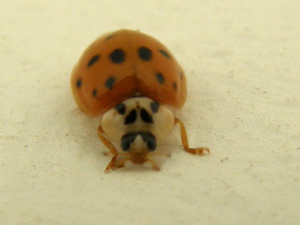 Harmonia axyridis