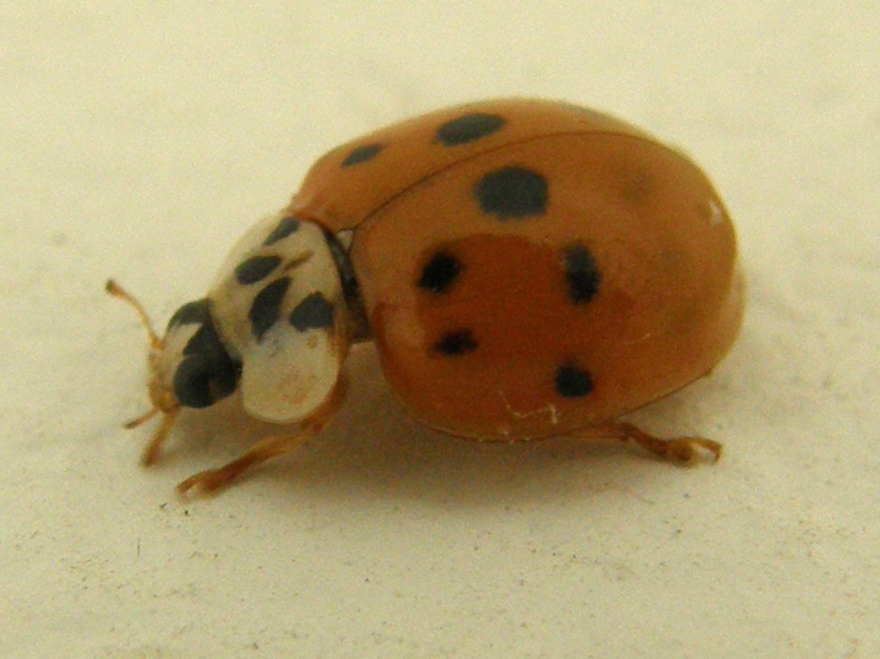 Harmonia axyridis