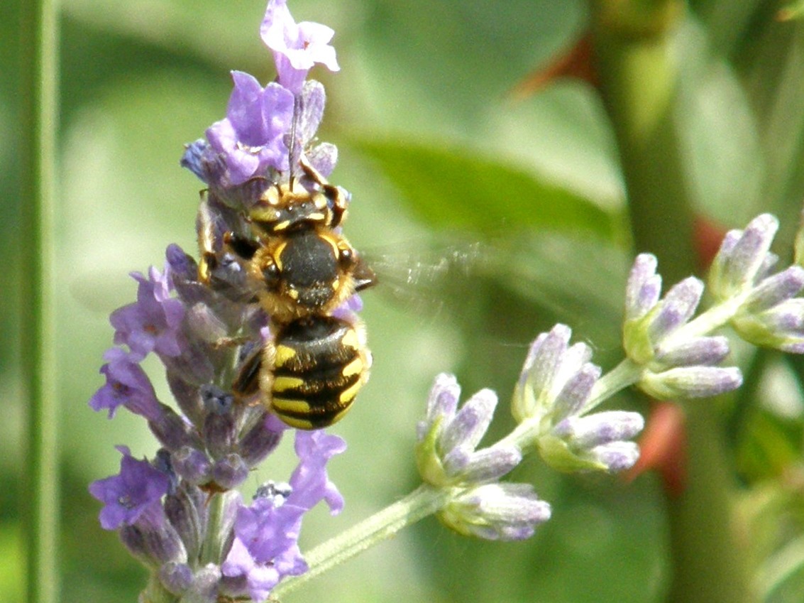 Tra i fiori di lavanda: Anthidium sp.