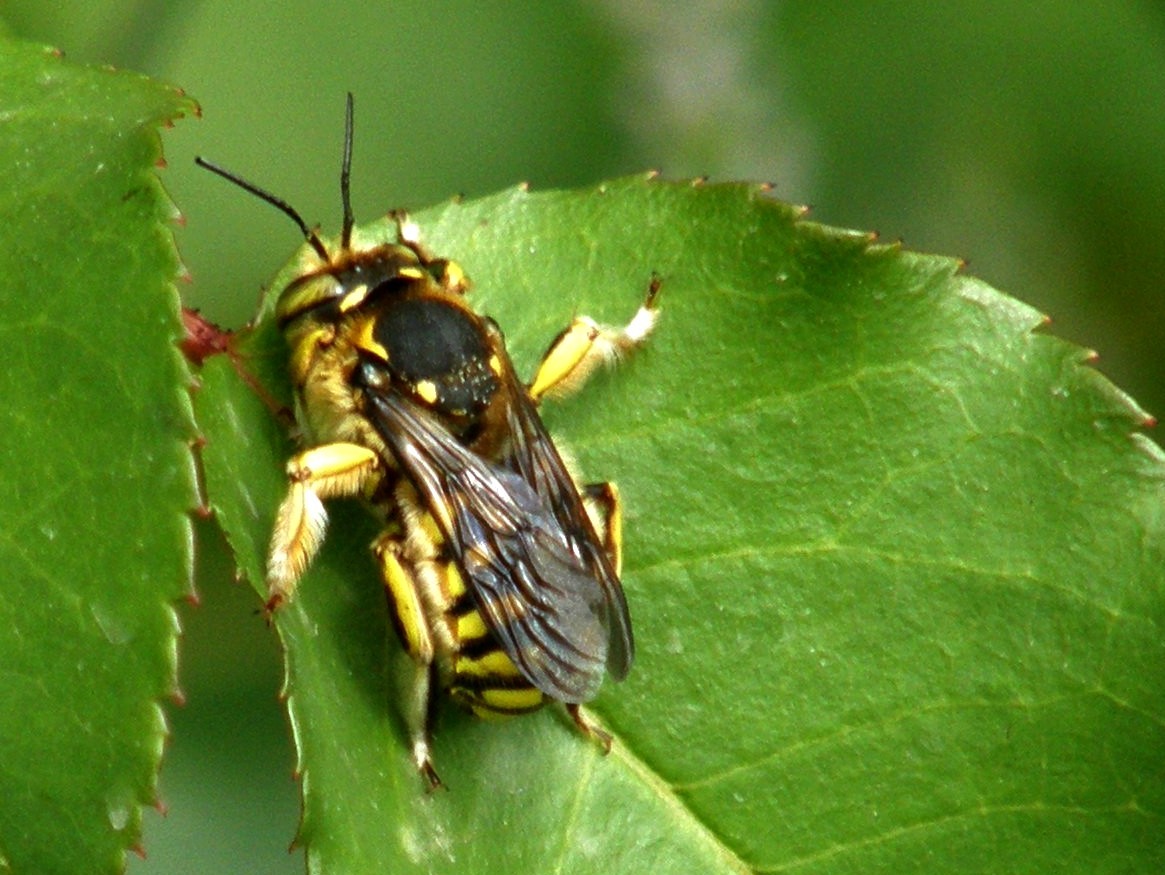 Tra i fiori di lavanda: Anthidium sp.