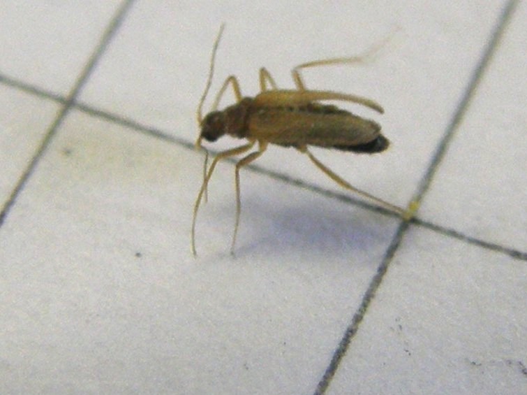 Thylodrias contractus, Dermestidae,  maschio alato