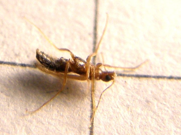 Thylodrias contractus, Dermestidae,  maschio alato