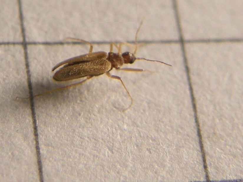 Thylodrias contractus, Dermestidae,  maschio alato