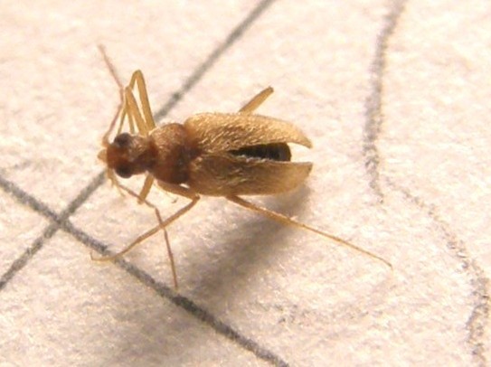 Thylodrias contractus, Dermestidae,  maschio alato