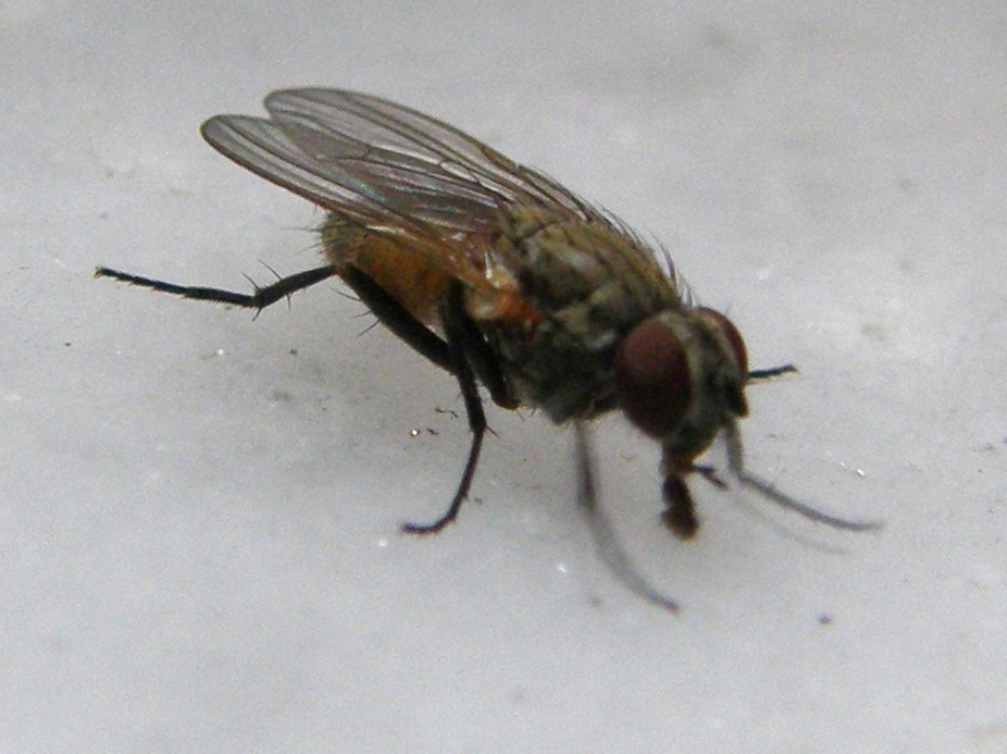 Fannia canicularis femmina