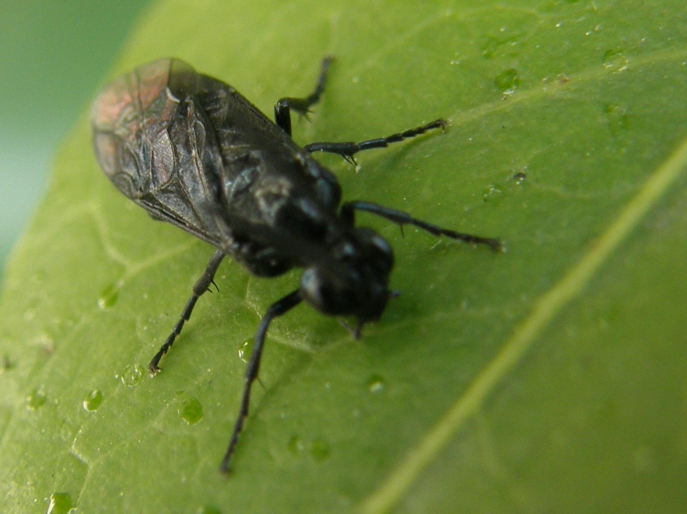 Arge berberidis (Argidae)