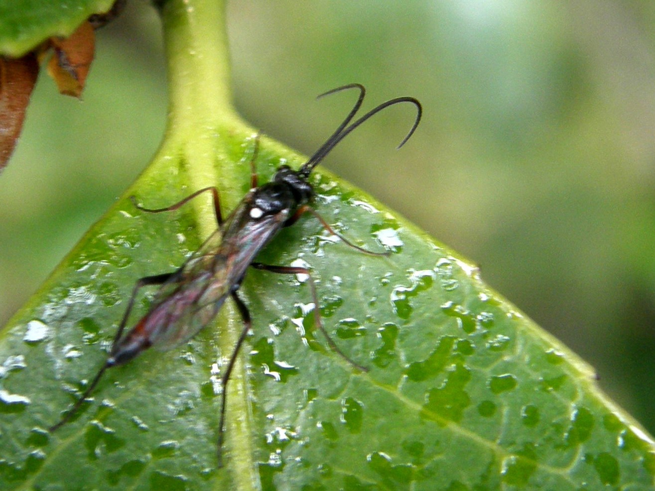 Antenne molto arcuate: Ichneumonidae