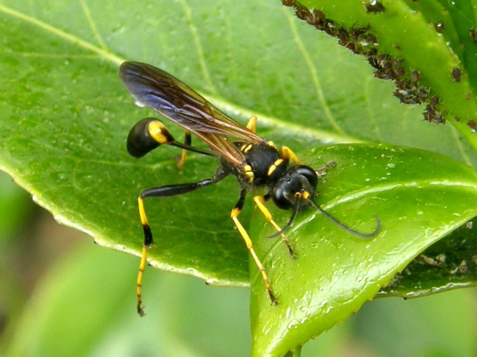 Sceliphron caementarium