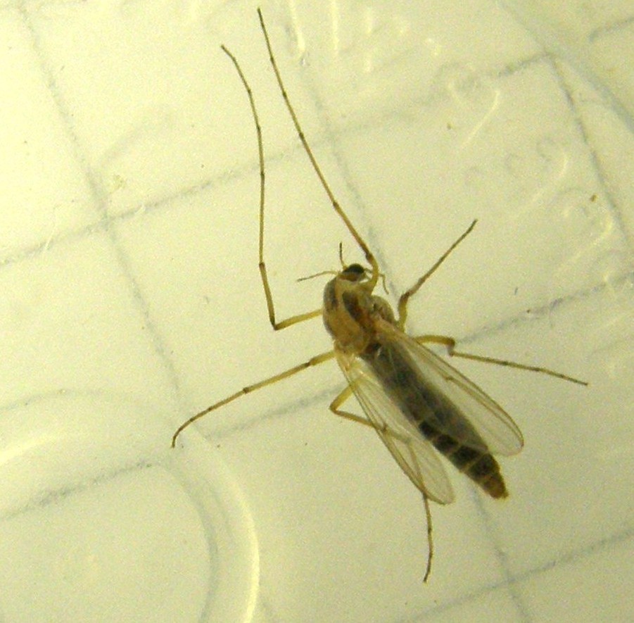Zampe anteriori lunghissime: Chironomidae
