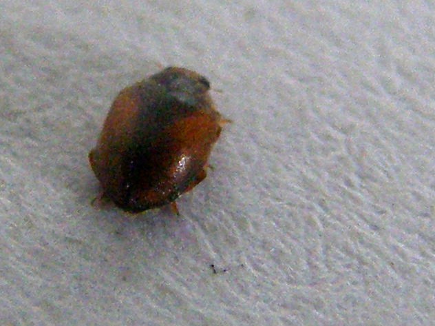 Coccinellidae, Scymninae ?