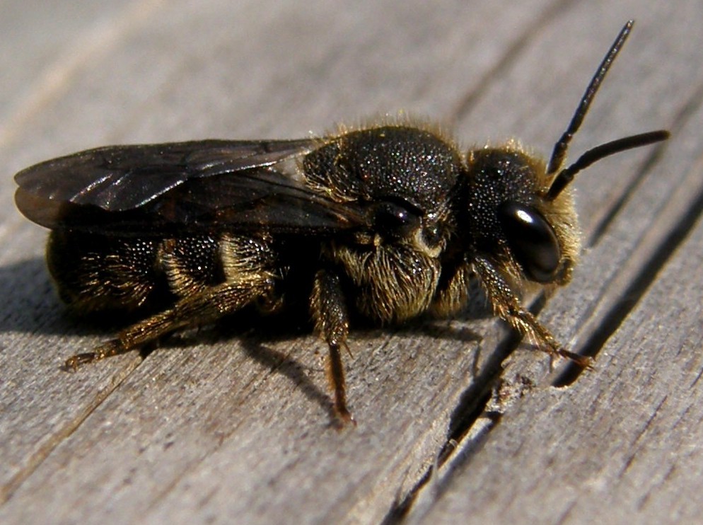 Apidae Megachilinae: cfr. Osmia sp